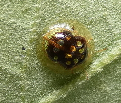 Plagiometriona microcera