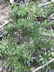 Galium angustifolium