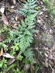 Asplenium onopteris