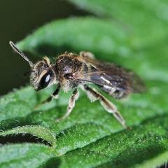 Andrena proxima