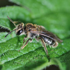 Andrena proxima