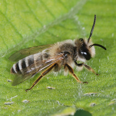 Andrena flavipes
