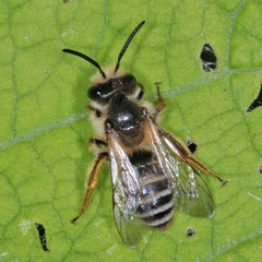 Andrena flavipes