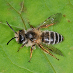 Andrena flavipes