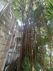 Ficus elastica