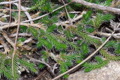 Selaginella dregei