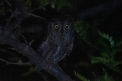 Otus scops