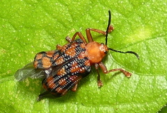 Sceloenopla