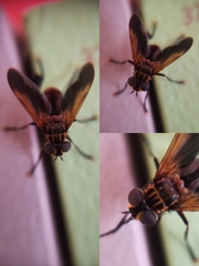 Trichopoda pictipennis