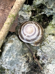 Caracolus marginella
