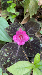 Kohleria amabilis