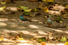 Uraeginthus bengalus