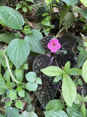 Kohleria amabilis