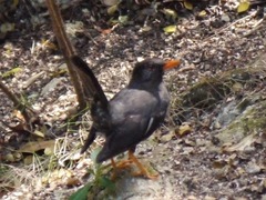 Turdus aurantius