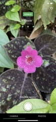 Kohleria amabilis