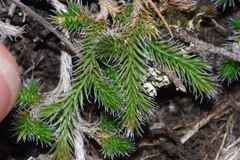 Selaginella dregei