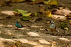 Uraeginthus bengalus