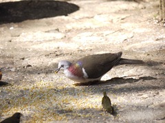 Leptotila jamaicensis