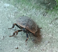 Blaberinae