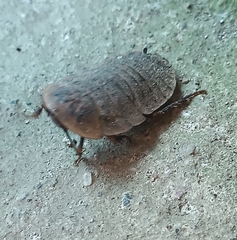 Blaberinae