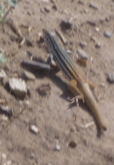 Aspidoscelis scalaris