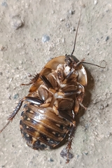Blaberinae