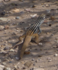 Aspidoscelis scalaris