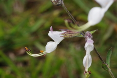Syncolostemon concinnus