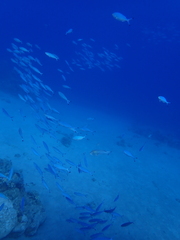 Caesio lunaris