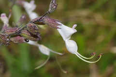 Syncolostemon concinnus