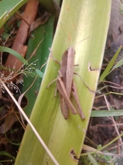 Insecta