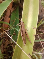 Insecta