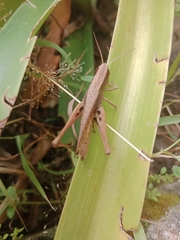 Insecta