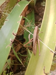 Insecta