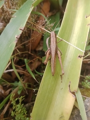 Insecta