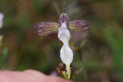 Syncolostemon concinnus
