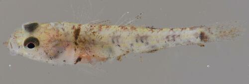 Checked goby (Redigobius dewaali) — Gobiidae