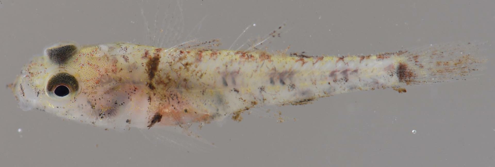Checked Goby