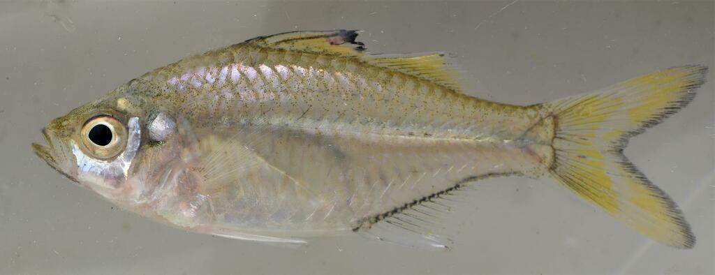 Slender glassy (Ambassis natalensis) — Ambassidae