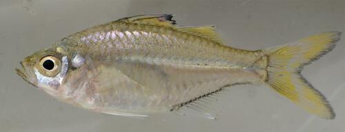 Slender glassy (Ambassis natalensis) — Ambassidae