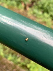 Salticinae