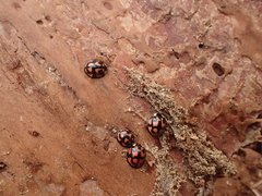 Aiolocaria hexaspilota