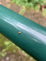 Salticinae