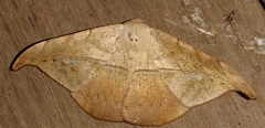 Oxydia masthala