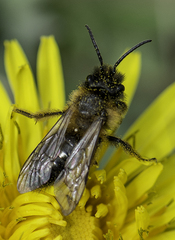 Andrena nigroaenea