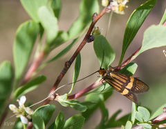 Nemophora degeerella