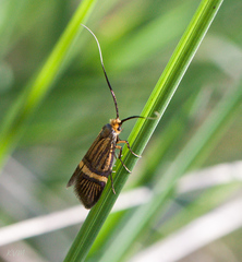 Nemophora degeerella