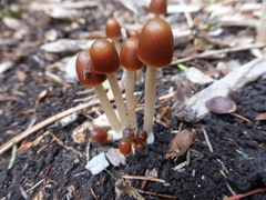 Psathyrella atrospora