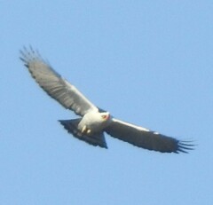 Spizaetus melanoleucus