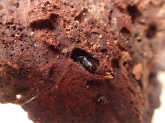 Attelabidae